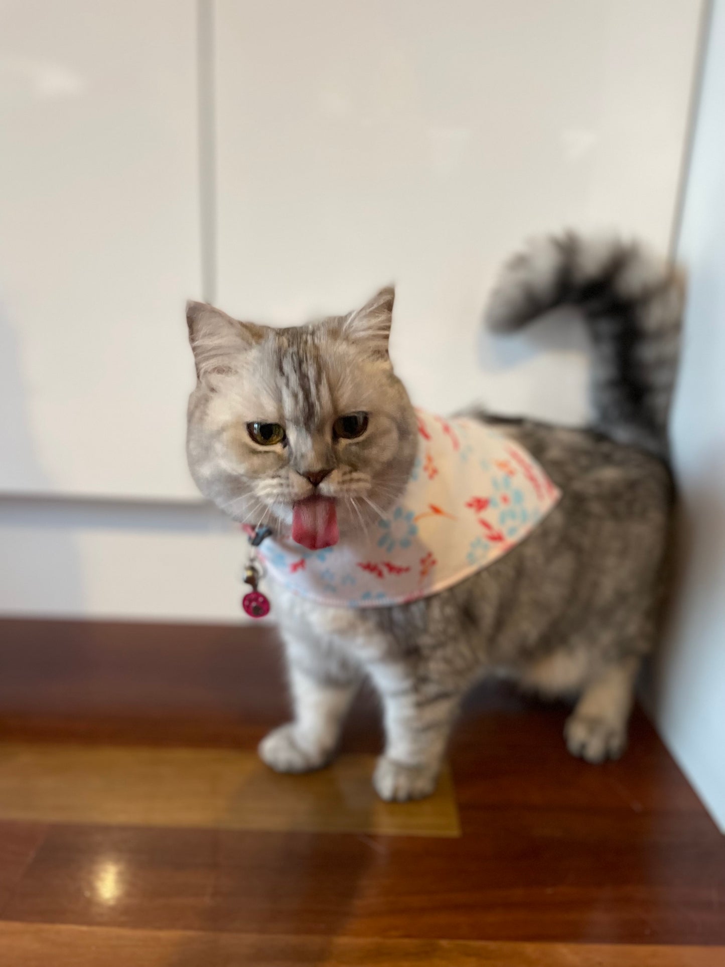 Kitty Bib Bandana